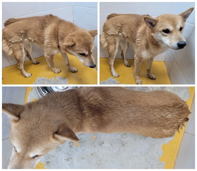 논산시 동물보호센터_444454202400058