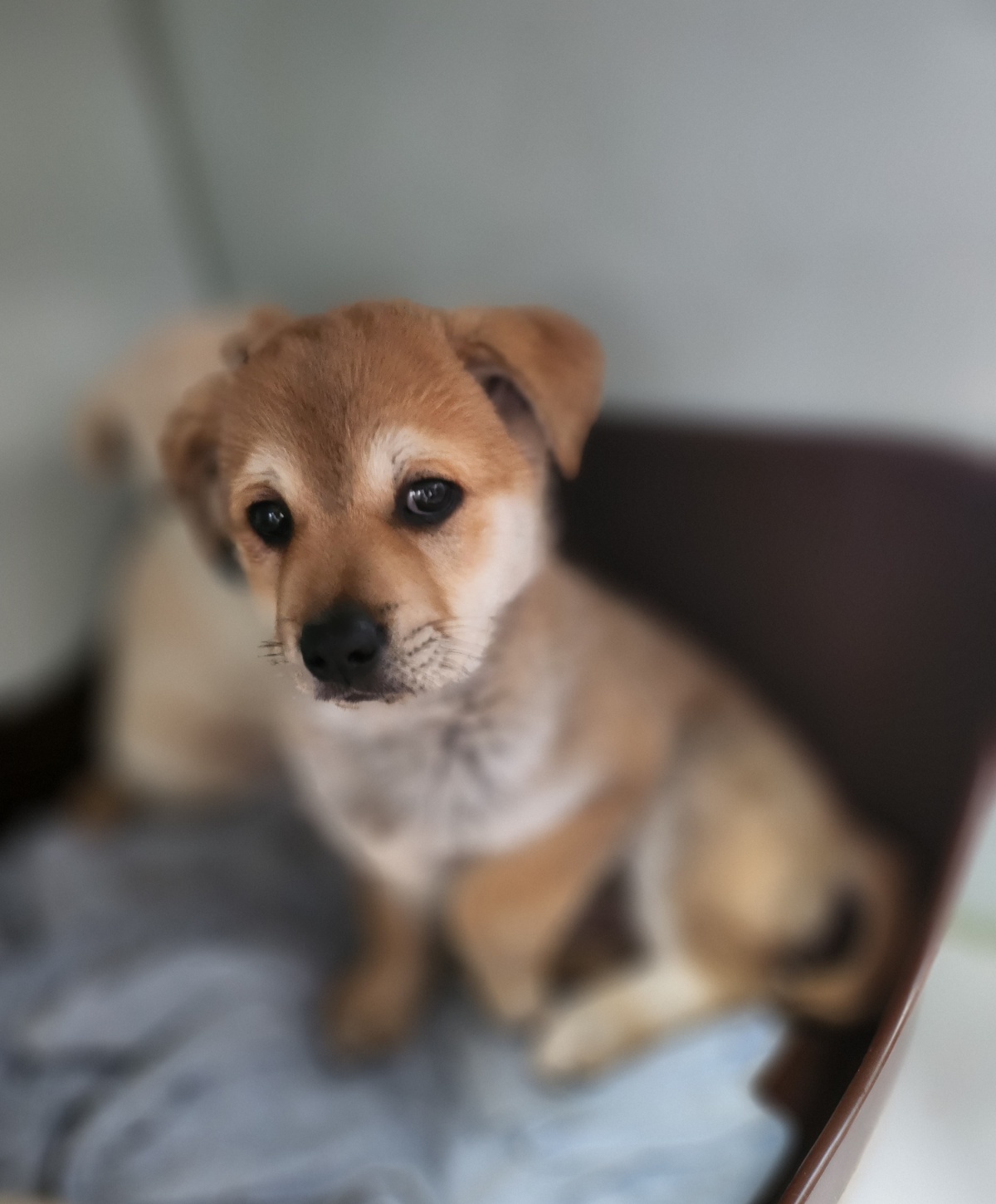 울산유기동물보호센터_431373202400032