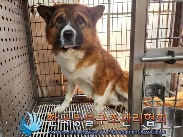 한국동물구조관리협회_441392202400016
