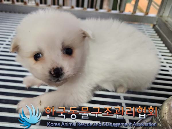 한국동물구조관리협회_441409202400056