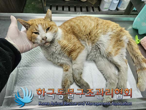 한국동물구조관리협회_411300202400008