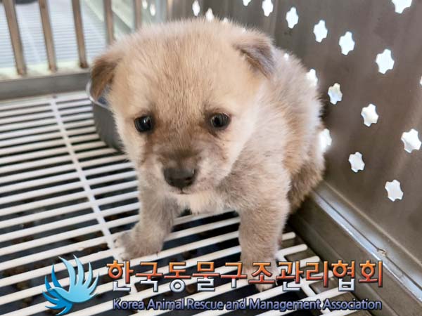 한국동물구조관리협회_441559202400041