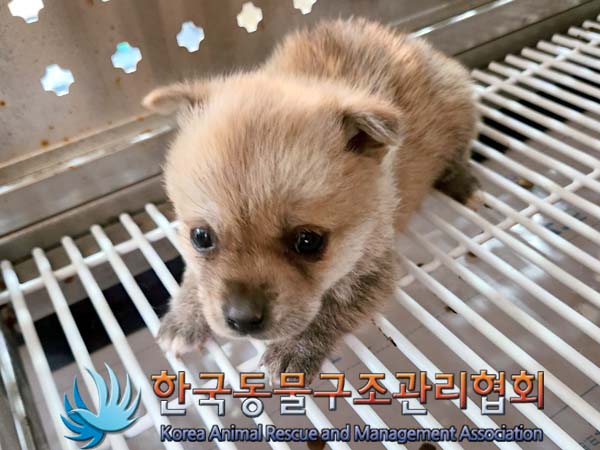 한국동물구조관리협회_441559202400043