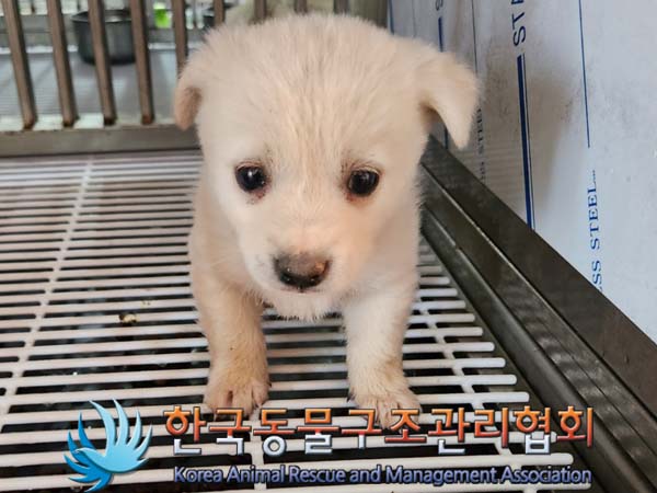 한국동물구조관리협회_441559202400040