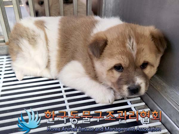 종료(입양) 믹스견…
