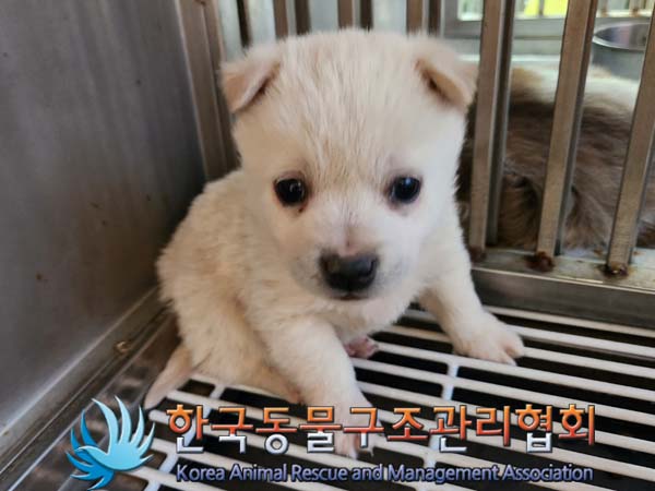 한국동물구조관리협회_441559202400042