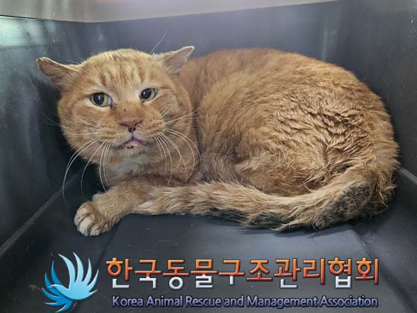 한국동물구조관리협회_441414202400035