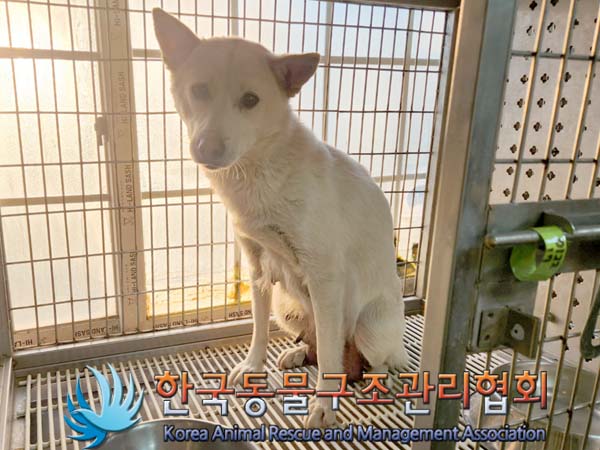 한국동물구조관리협회_441559202400045