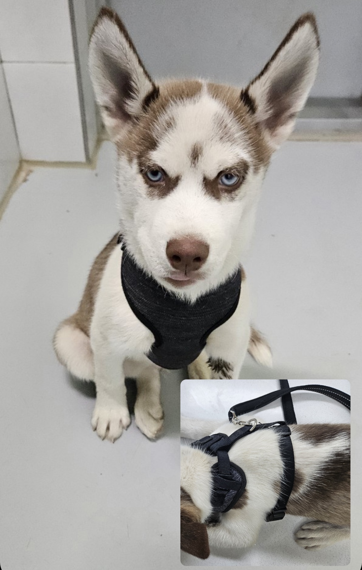 아산동물복지지원센터_444452202400085