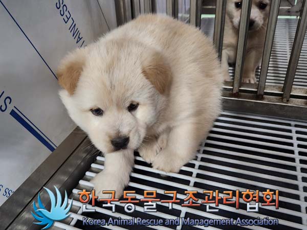 종료(입양) 믹스견…