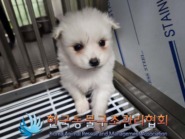종료(입양) 믹스견…
