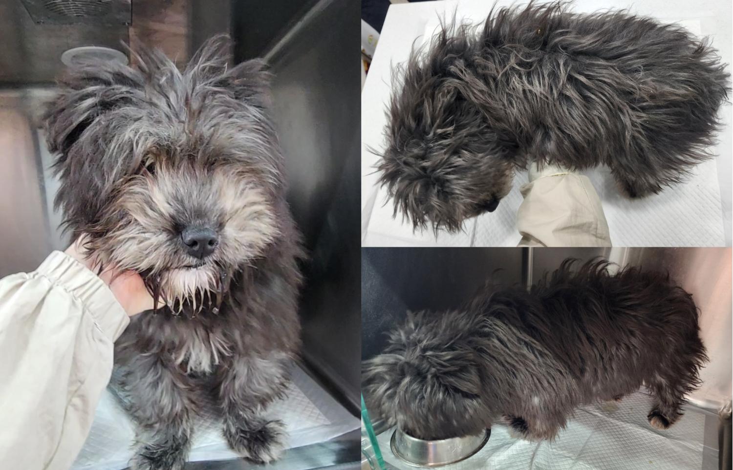 서산시 동물보호센터_444453202400051