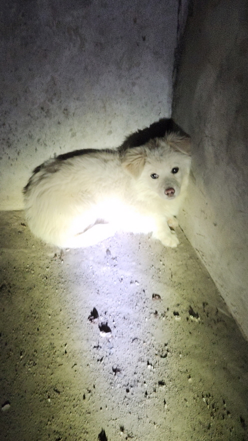 익산유기동물보호소_445468202400135