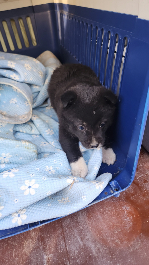 익산유기동물보호소_445468202400141