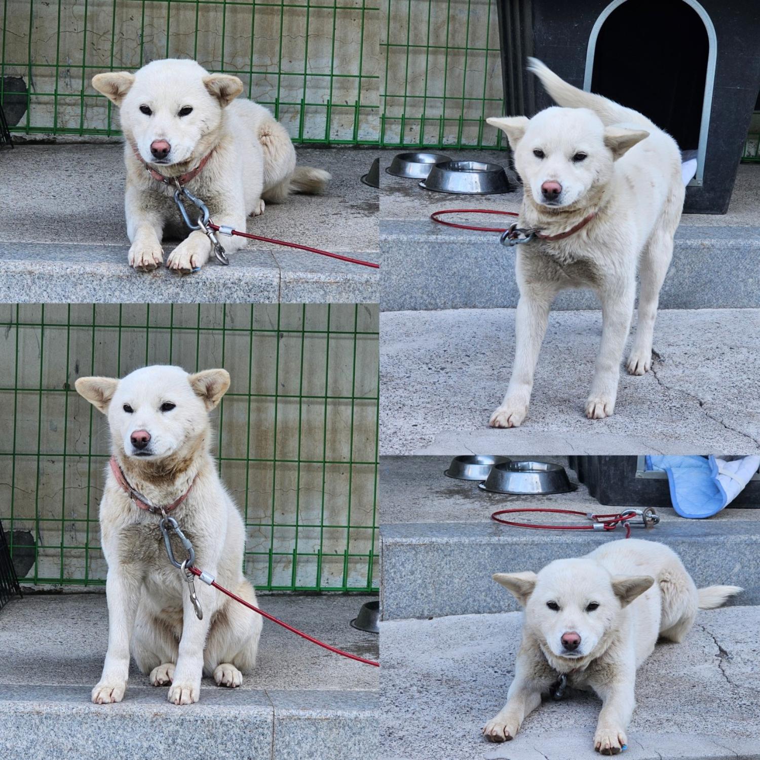 사천시 동물보호센터_448534202400054