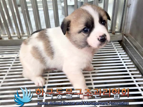 한국동물구조관리협회_441409202400066