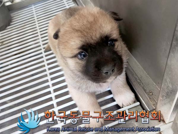 한국동물구조관리협회_441409202400067