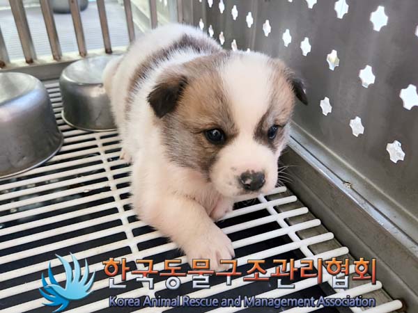 한국동물구조관리협회_441409202400064