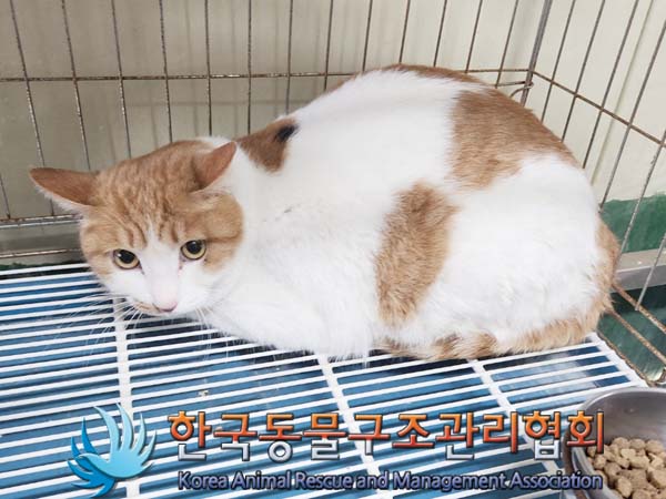한국동물구조관리협회_441392202400018