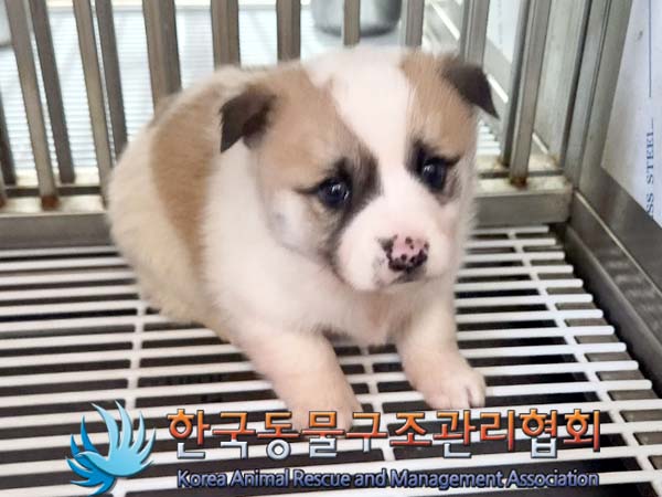 한국동물구조관리협회_441409202400068