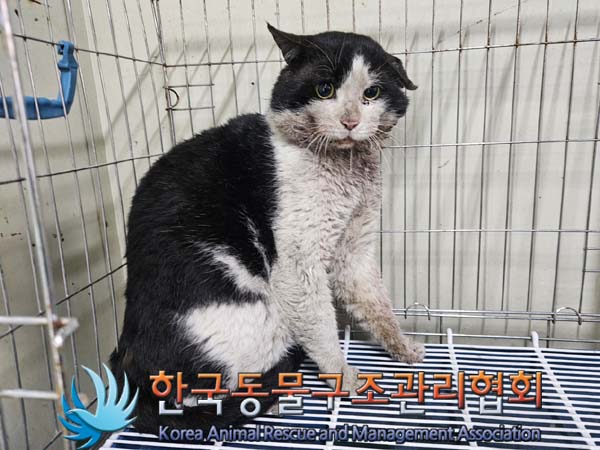 종료(입양) 한국 …