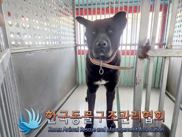 한국동물구조관리협회_441560202400053
