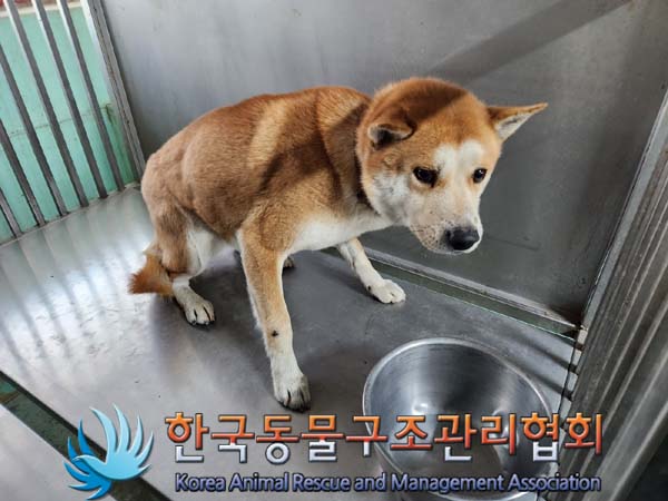 한국동물구조관리협회_441406202400103