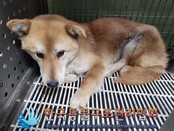 한국동물구조관리협회_441406202400105