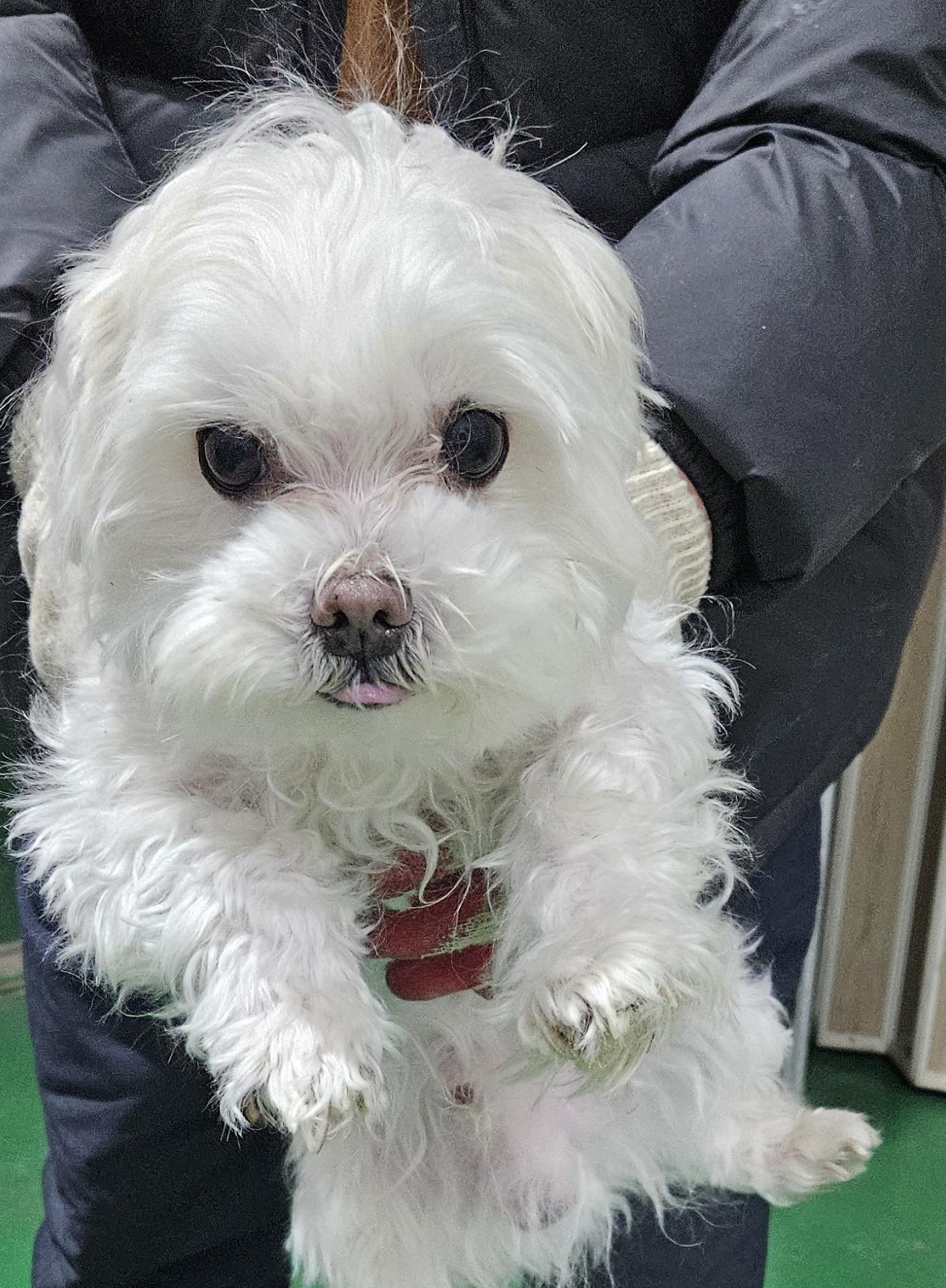 대구유기동물보호협회_427345202400017