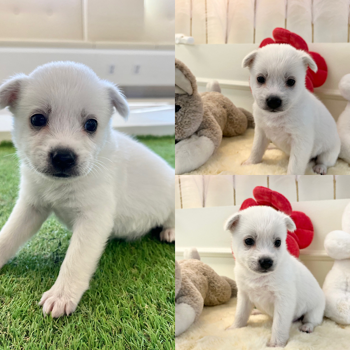 경주동물사랑보호센터_447505202400066