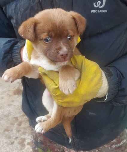 함양군위탁보호소_448546202400008