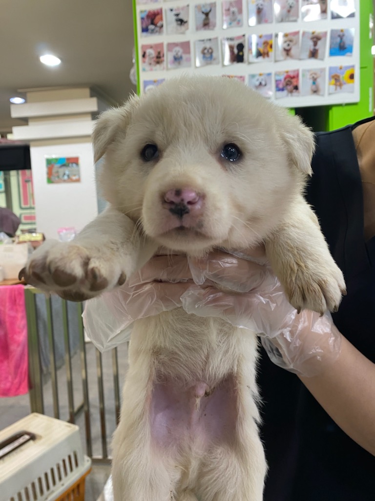 펫앤쉘터동물병원_441378202400028