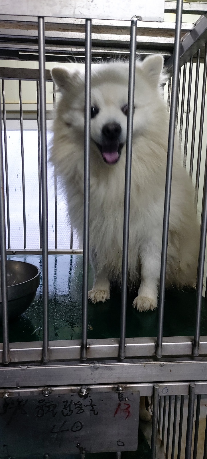 보령시유기동물보호소_444451202400043