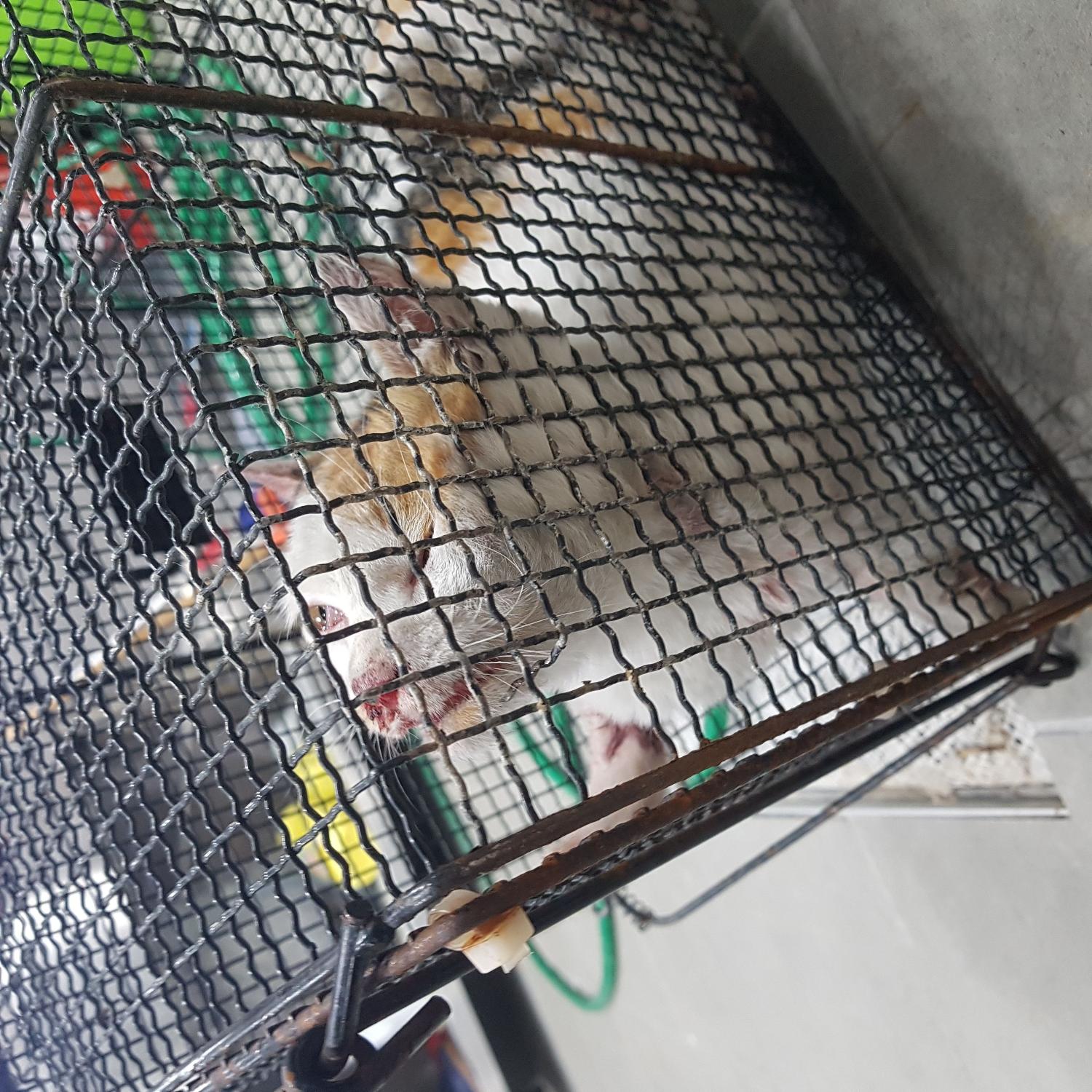 링크늘푸른동물병원_445464202400083