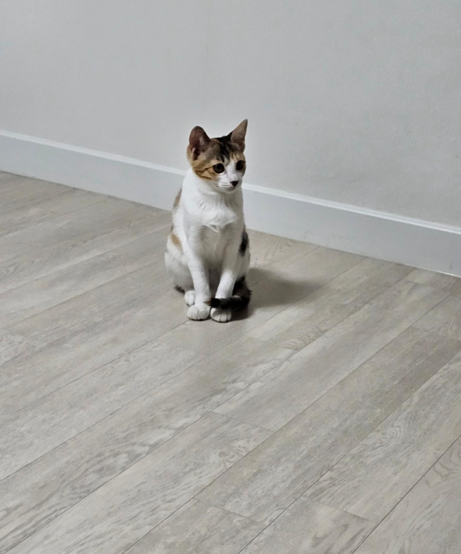 보령길고양이보호협회_444451202400044