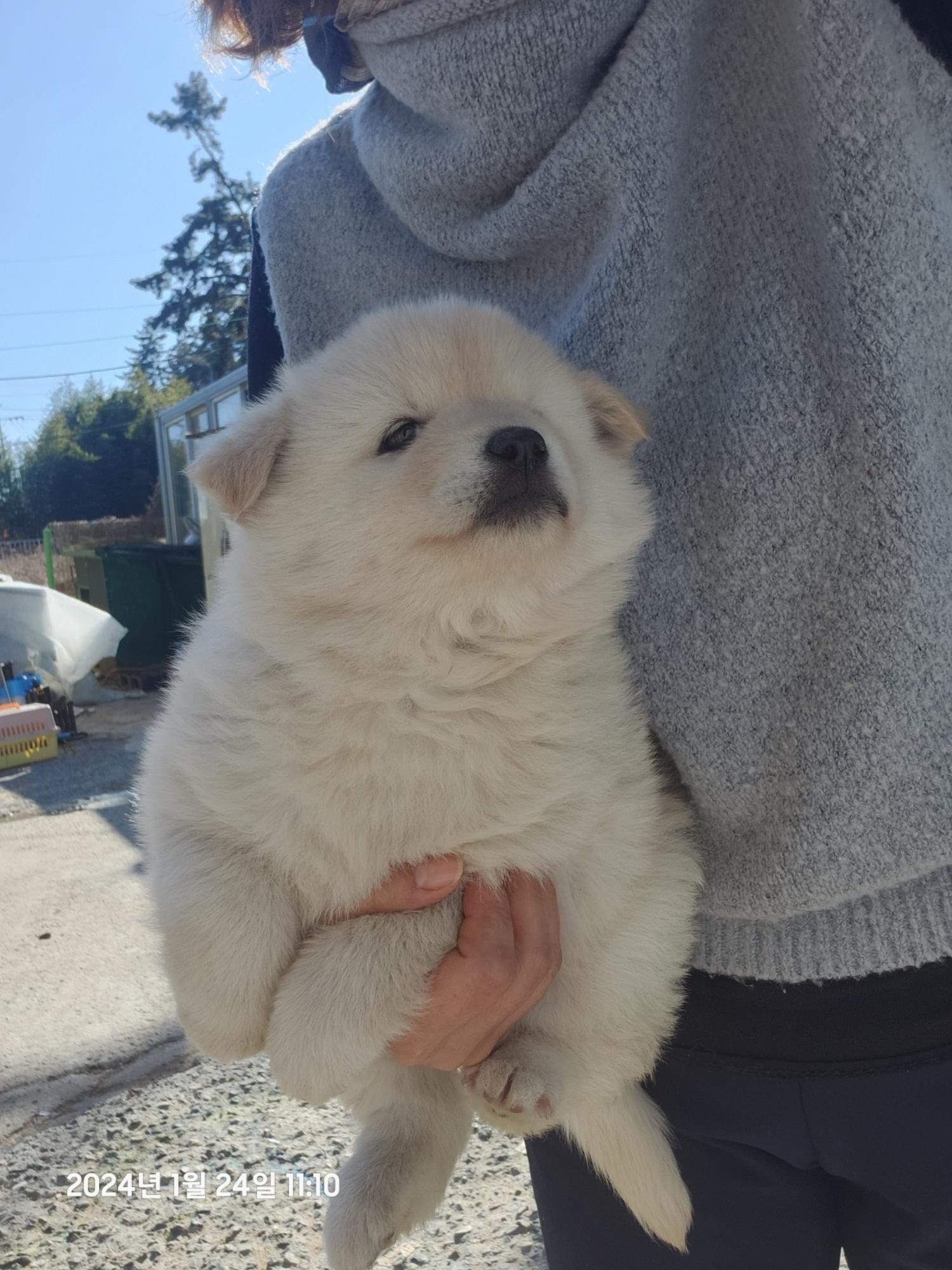 울산유기동물보호센터_431373202400038