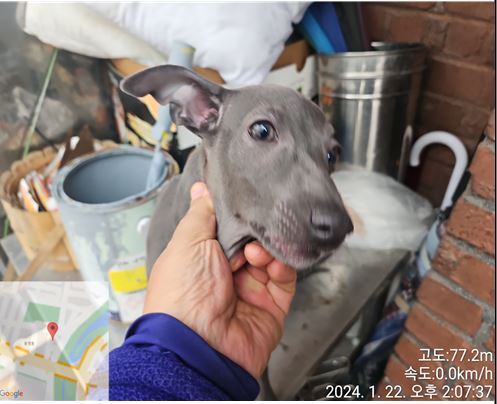 대전동물보호센터_430367202400030