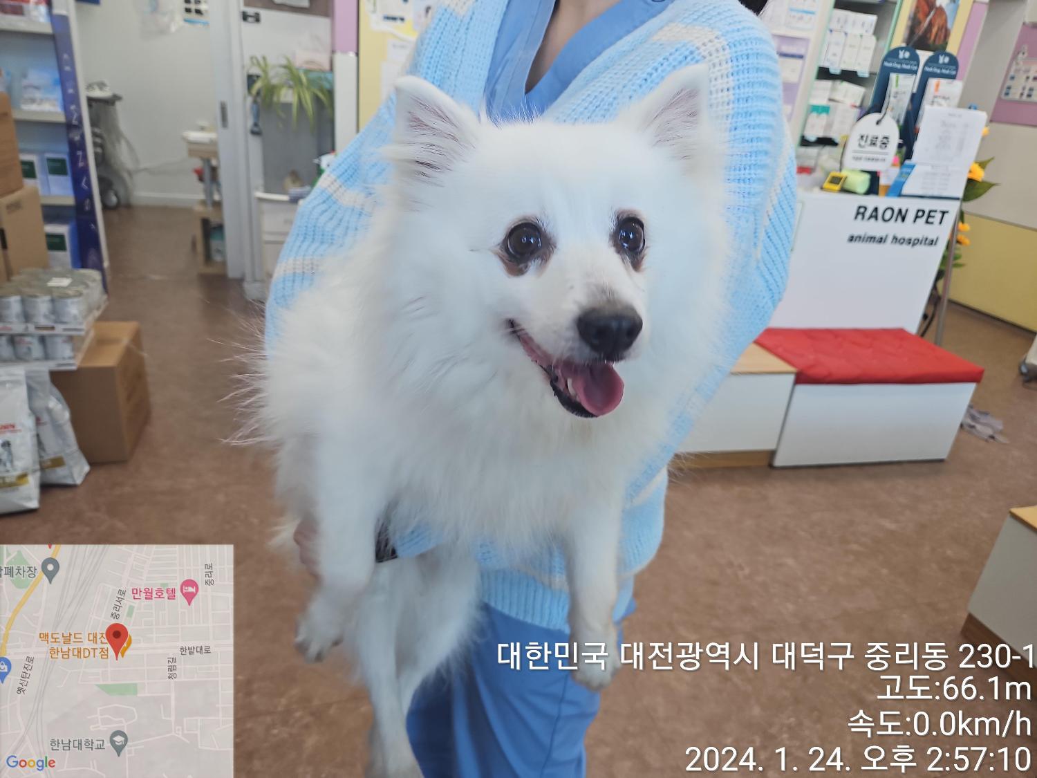 종료(반환) 스피츠…