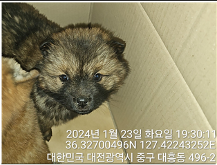 대전동물보호센터_430366202400018