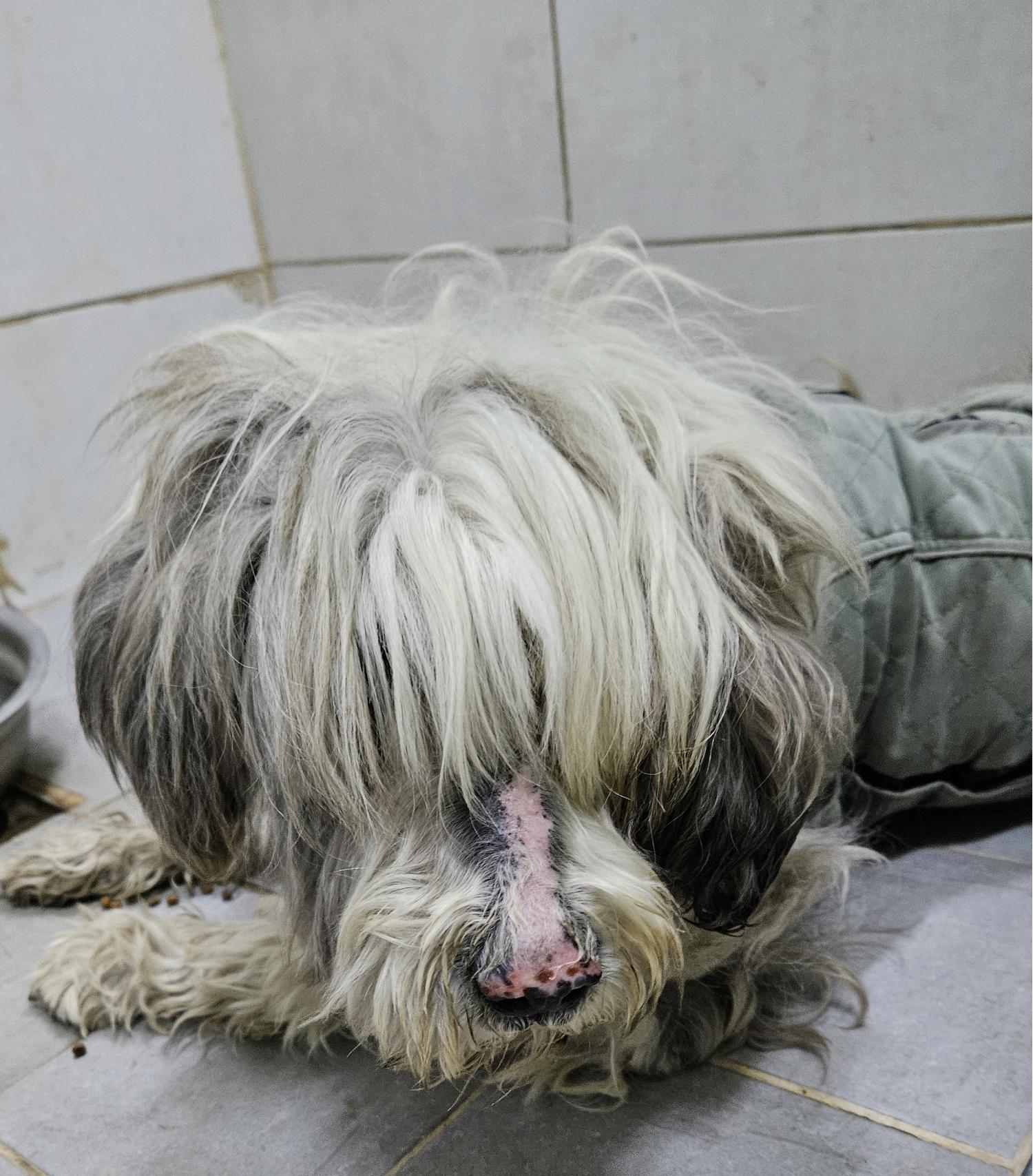 대구유기동물보호협회_427347202400016