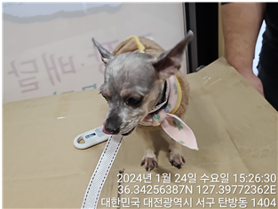 대전동물보호센터_430366202400019