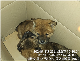 대전동물보호센터_430366202400017