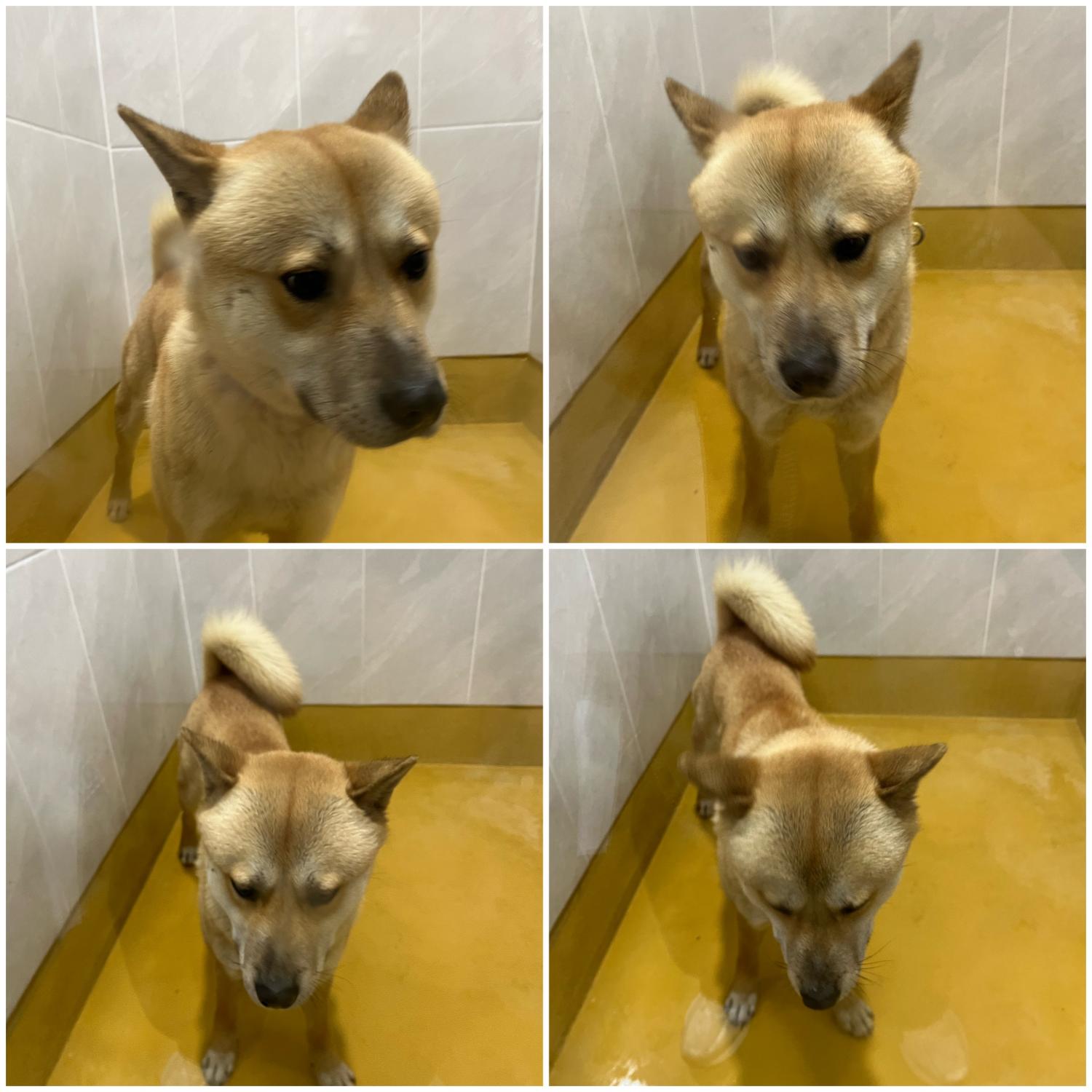 천안시 동물보호센터_444449202400101