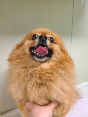 동부동물보호협회_426335202400009