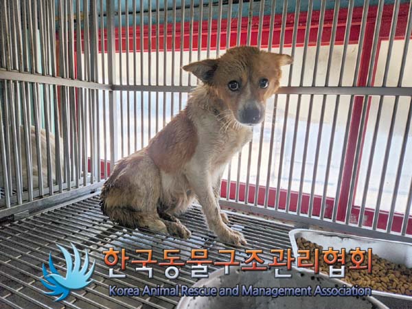 종료(안락사) 믹스…