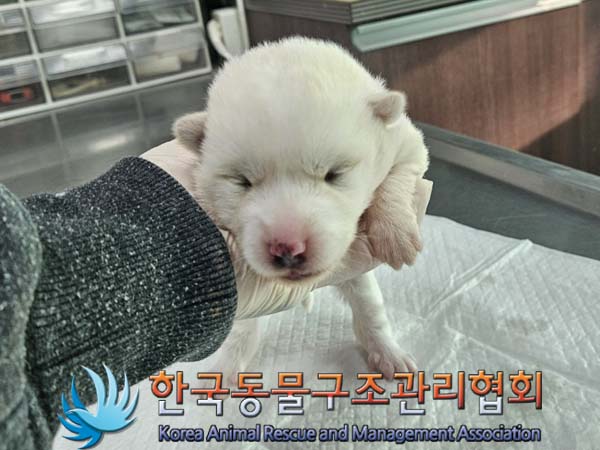 한국동물구조관리협회_441414202400047