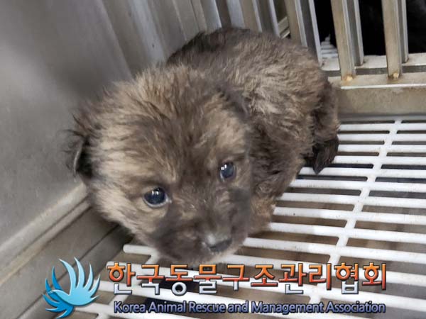 한국동물구조관리협회_441414202400043