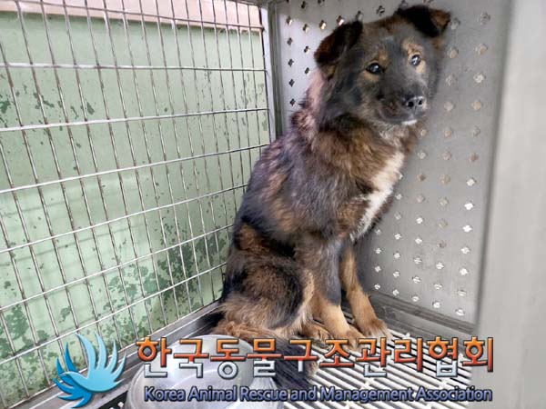 한국동물구조관리협회_441406202400112