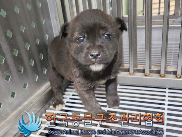 한국동물구조관리협회_441414202400041