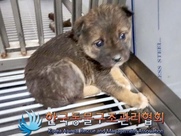 한국동물구조관리협회_441414202400042